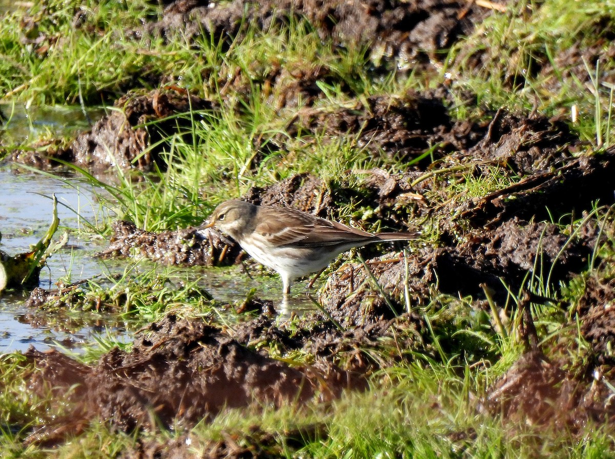 Meadow Pipit - ML509282271