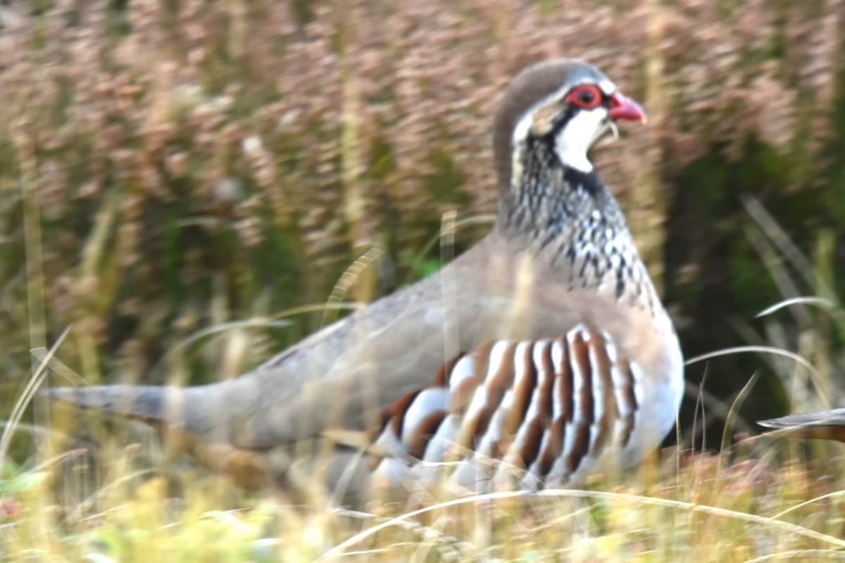 Red-legged Partridge - ML509282451