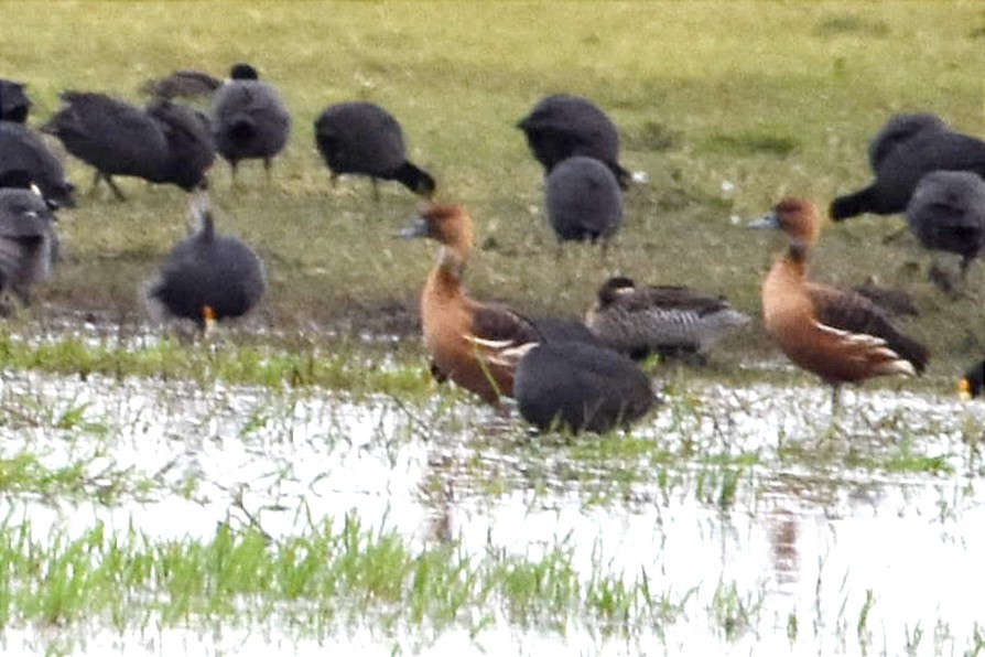 Fulvous Whistling-Duck - ML509282591