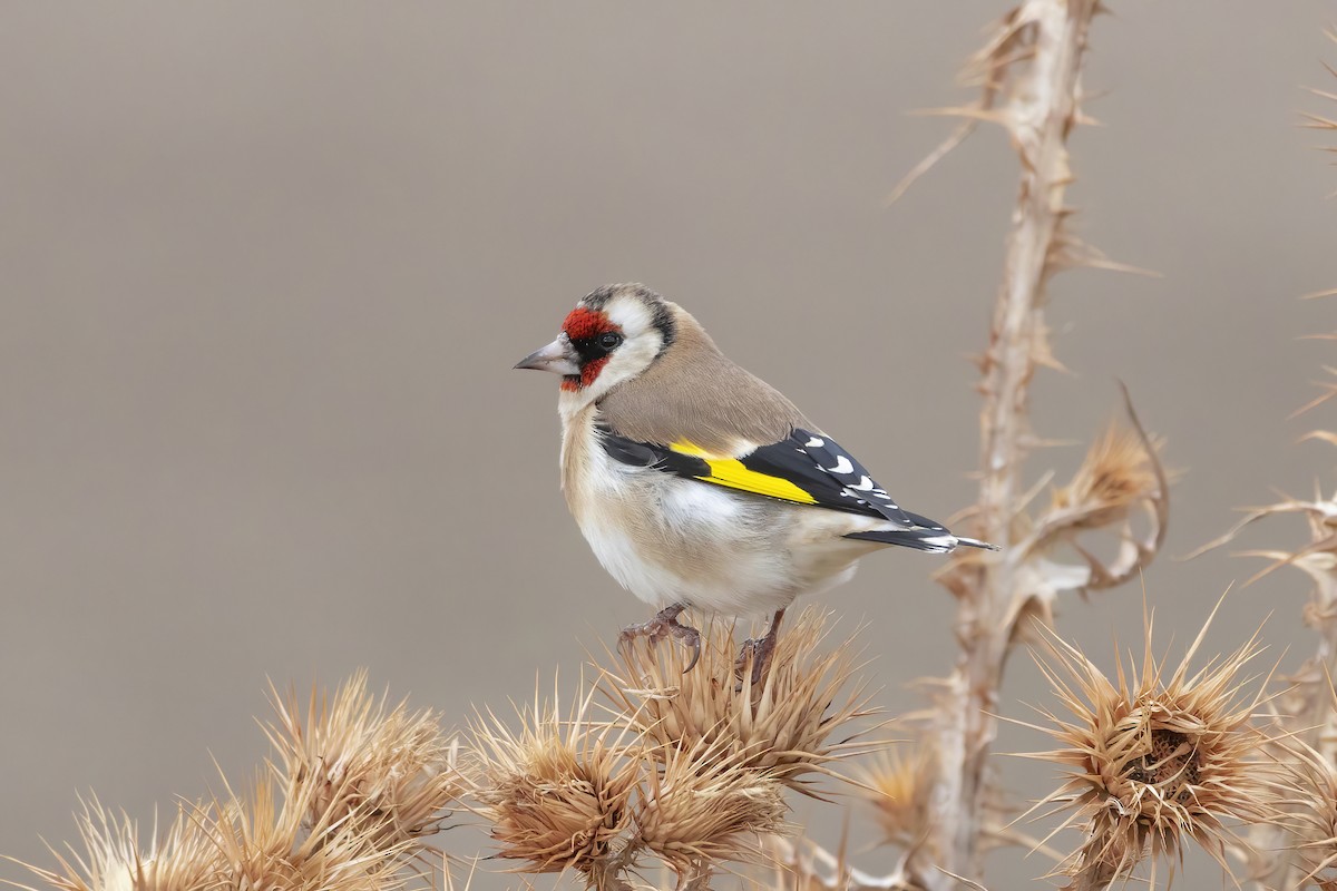European Goldfinch - Aras Metin