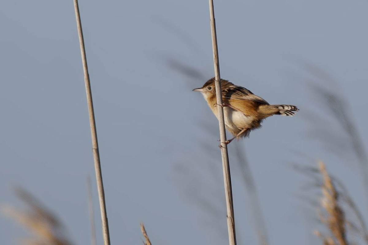Zitting Cisticola - Fikret Can