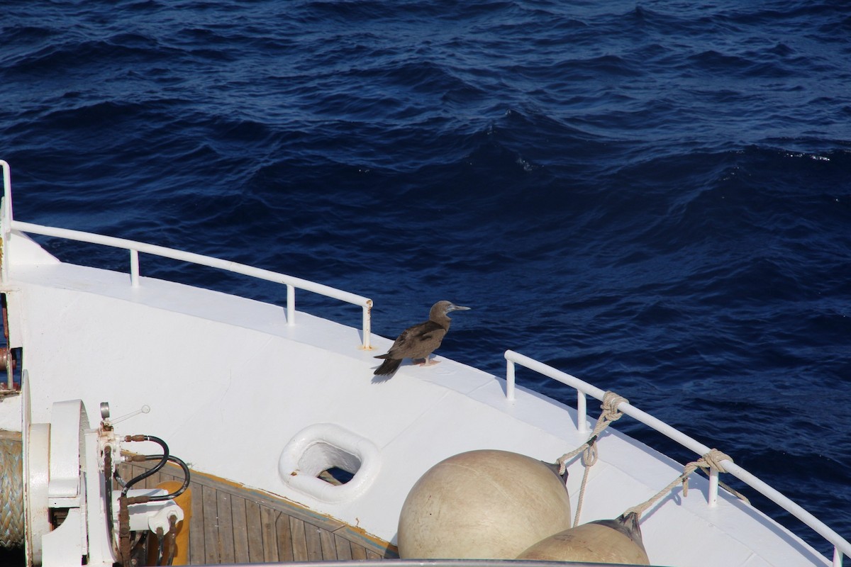 Brown Booby - ML509284291