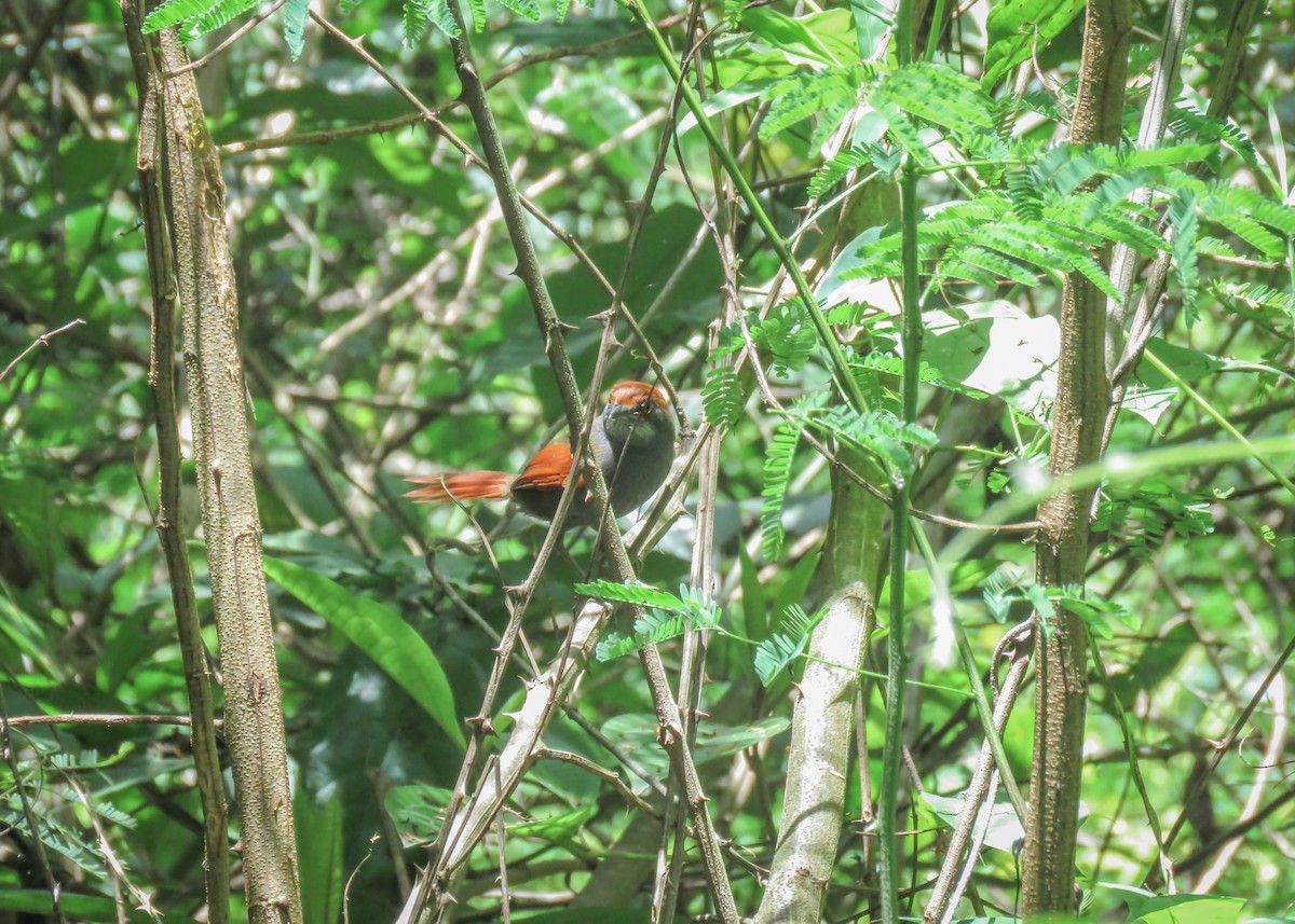 Pinto's Spinetail - ML509284331