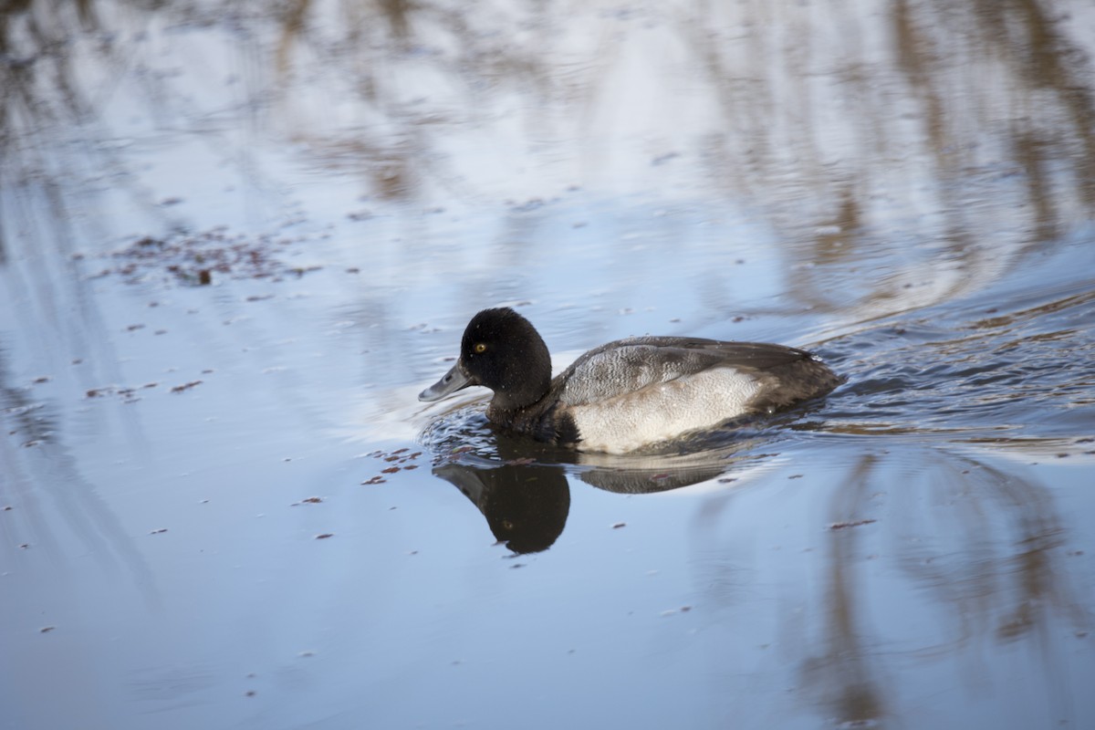 Lesser Scaup - ML509284501