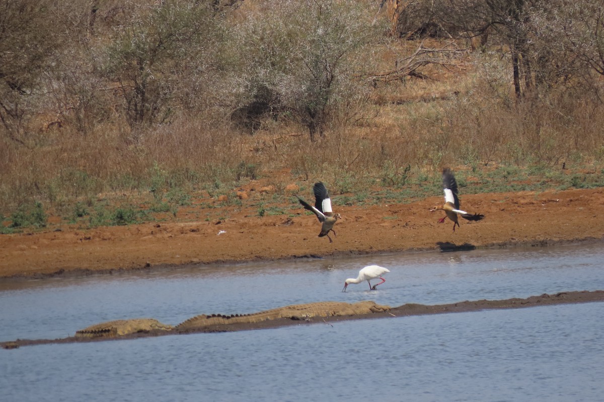 Egyptian Goose - ML509284551