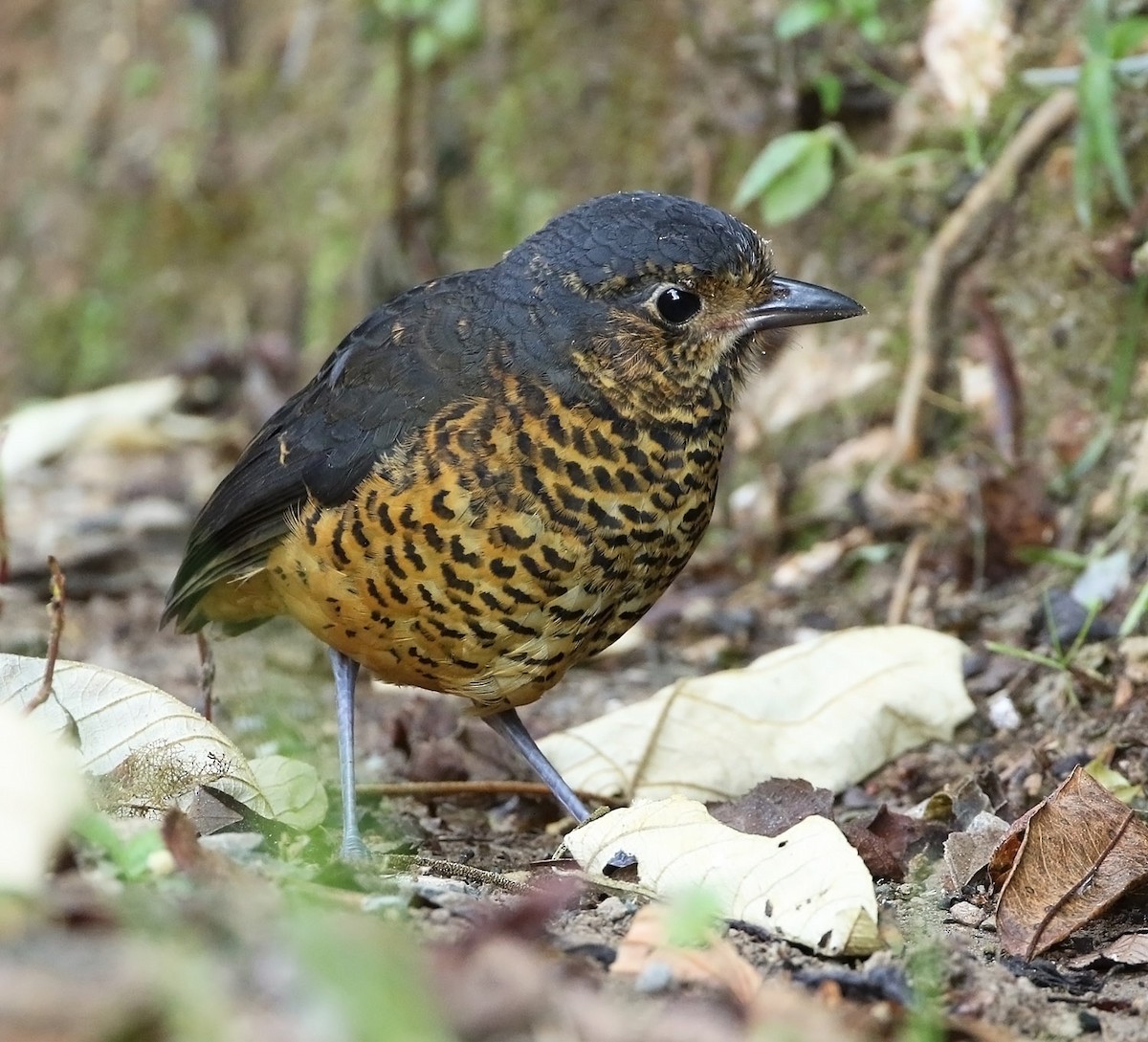 Undulated Antpitta - ML509284591