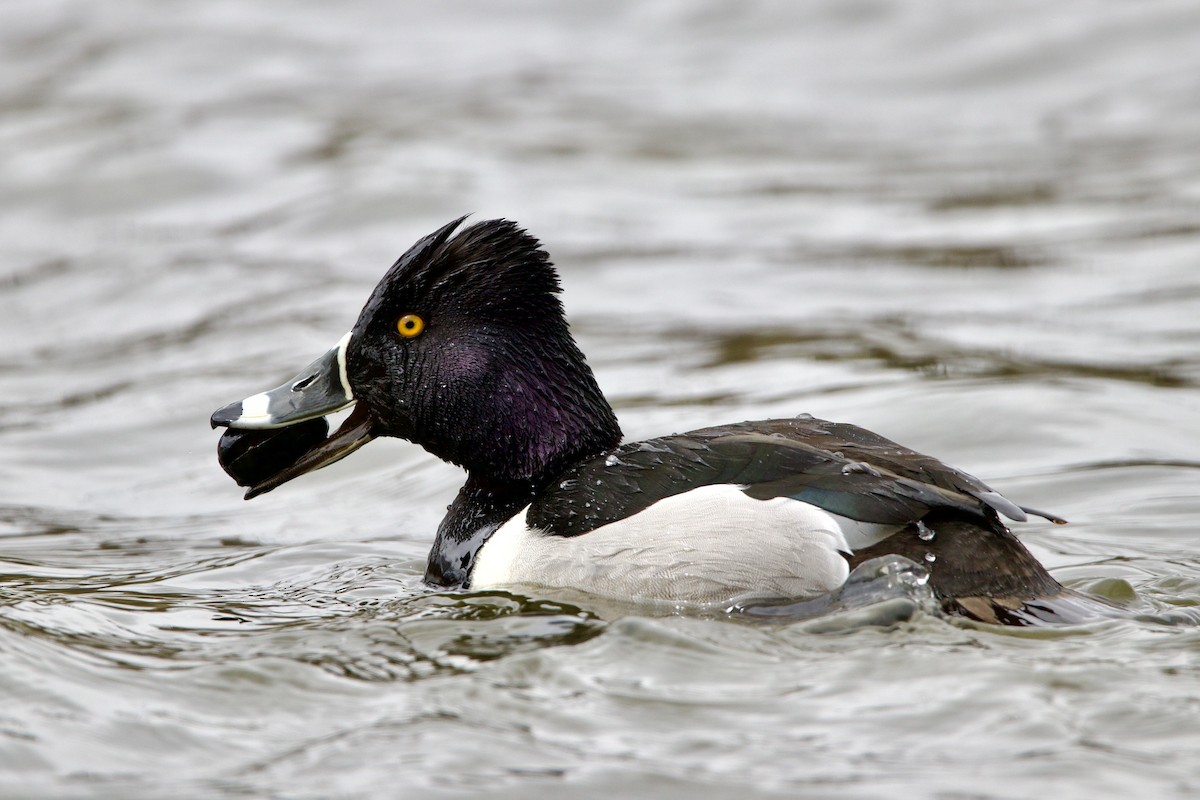 Ring-necked Duck - ML509284661