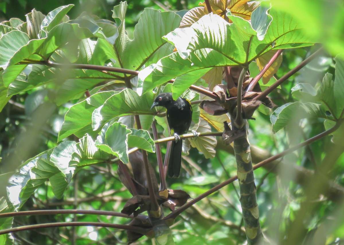 Variable Oriole (Yellow-shouldered) - ML509284921