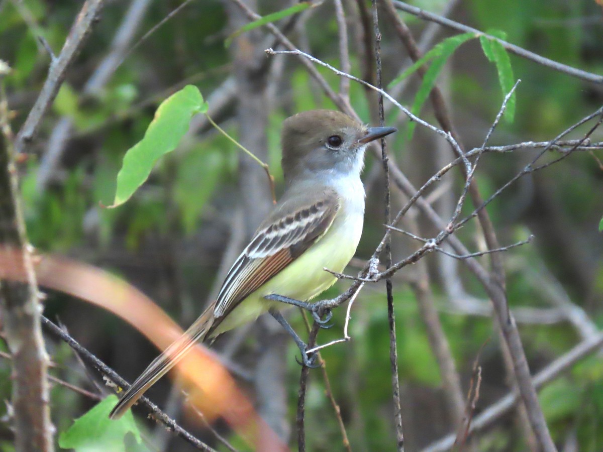 Nutting's Flycatcher - Katherine Holland