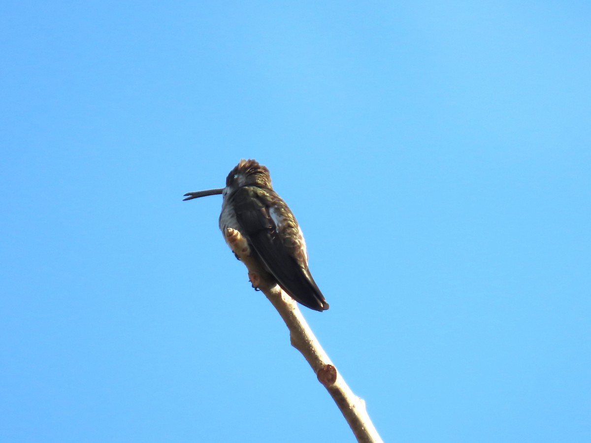 Colibrí Pochotero - ML509285351