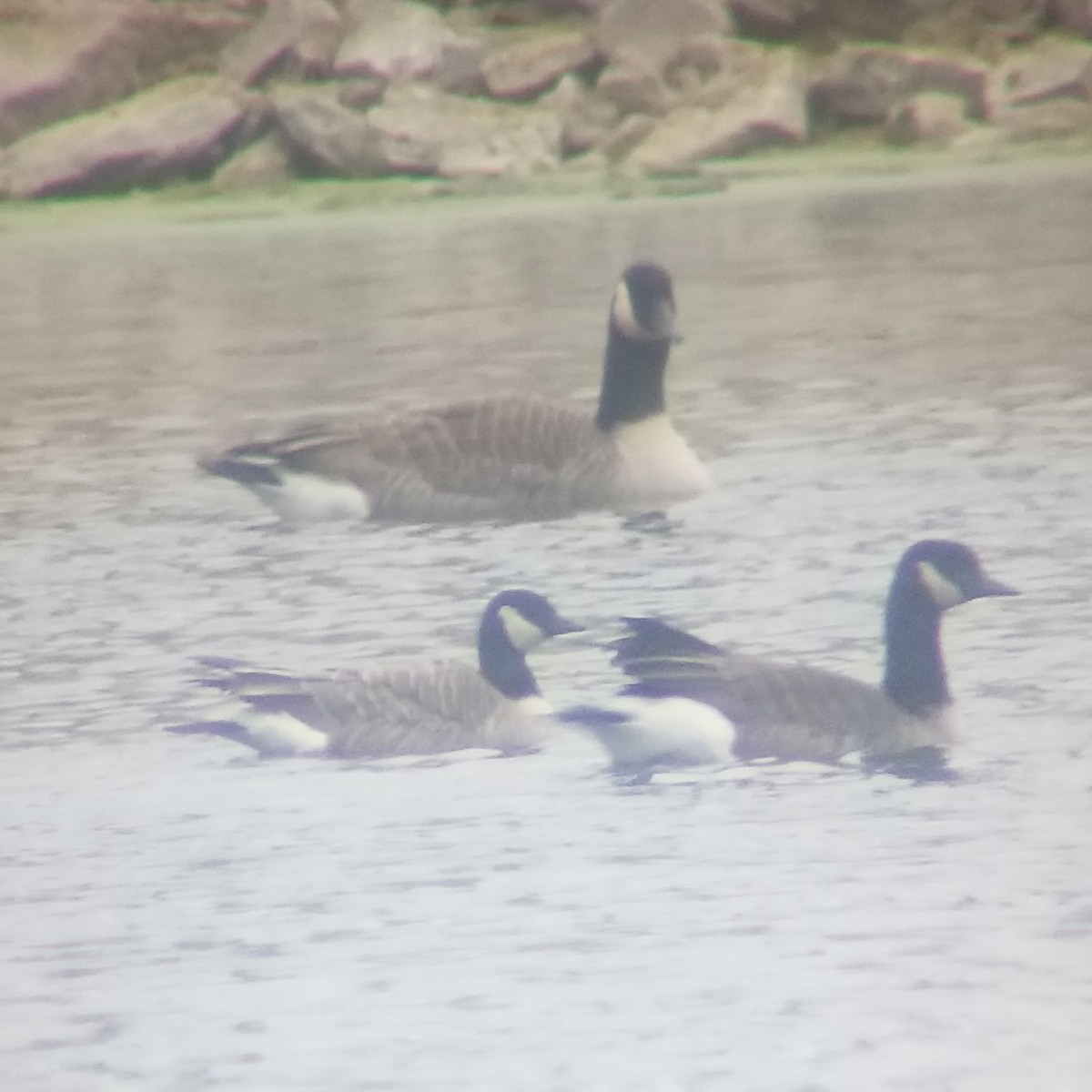 Branta kanadar txikia - ML509287751