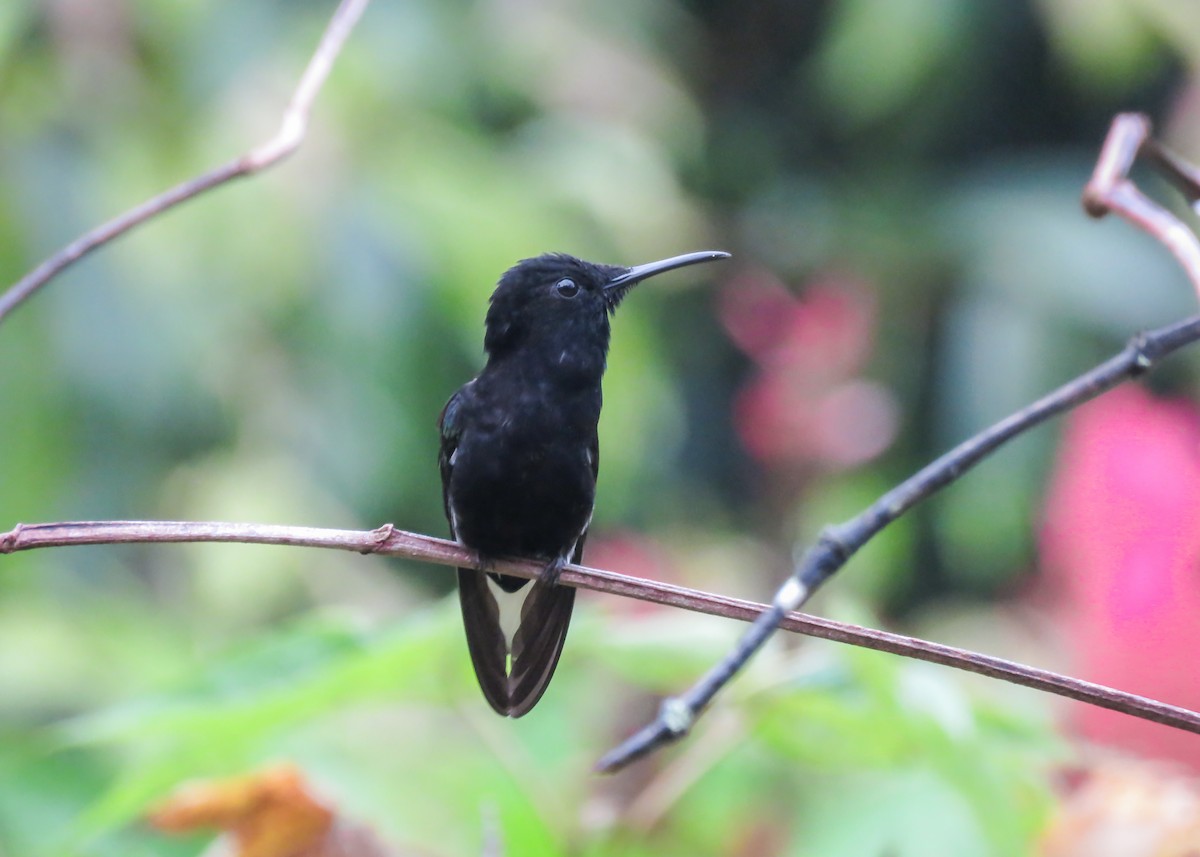 Black Jacobin - Arthur Gomes