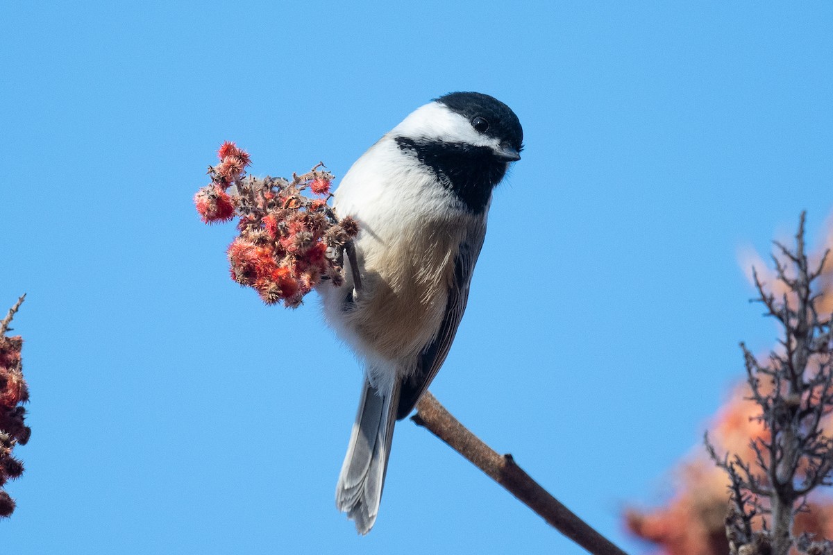 Mésange à tête noire - ML509288051