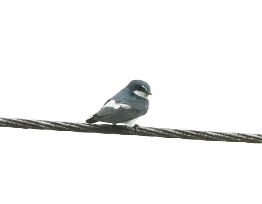 Mangrove Swallow - Gaidis Grandāns