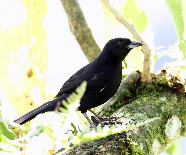 White-lined Tanager - ML50928861