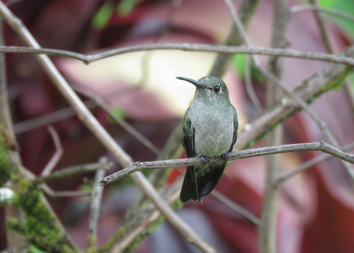 Sombre Hummingbird - Arthur Gomes