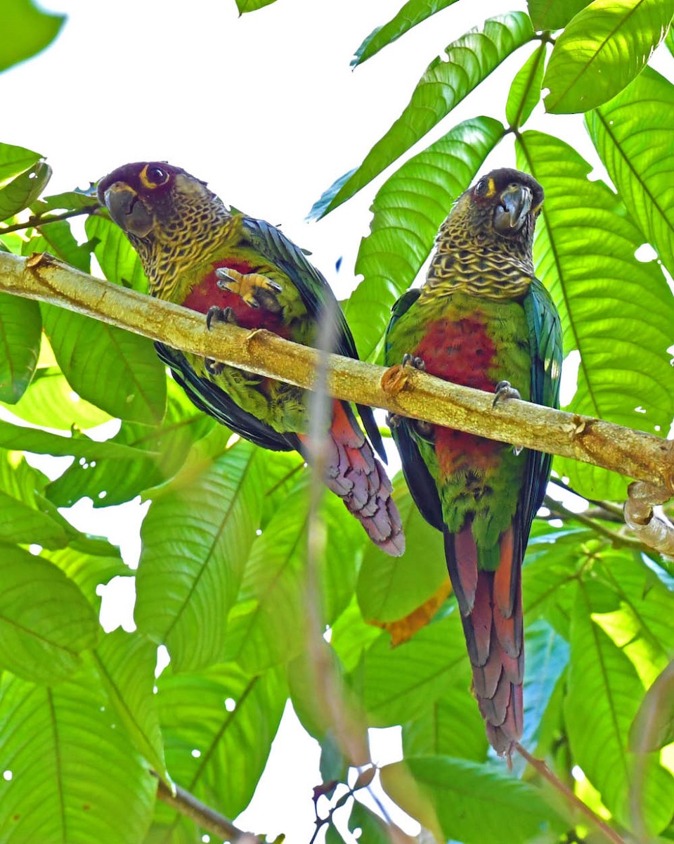 Bonaparte's Parakeet - Tini & Jacob Wijpkema