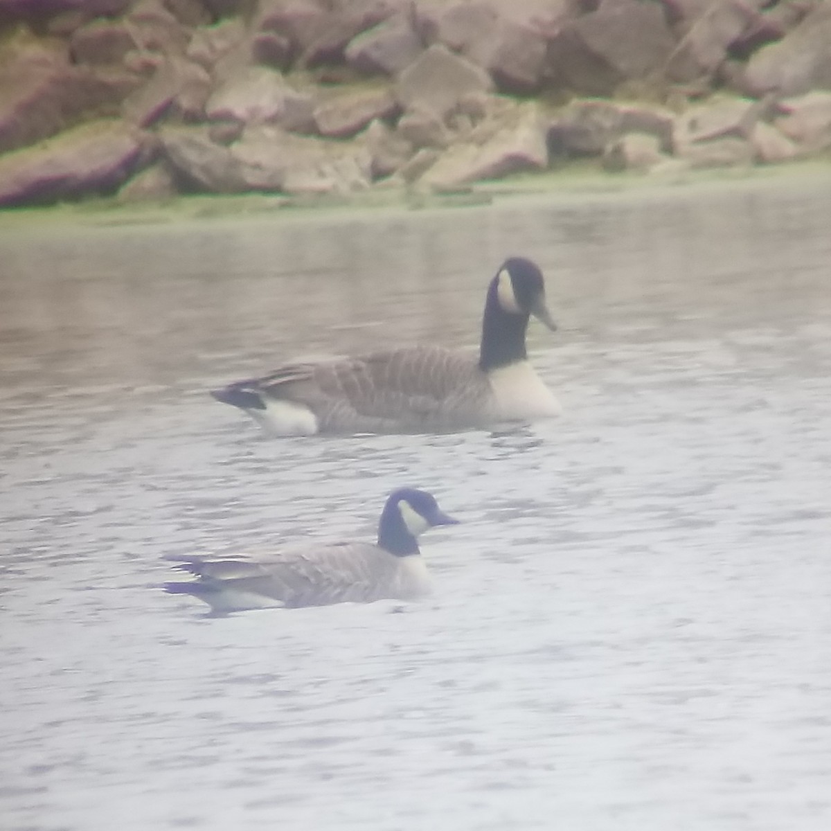 Branta kanadar txikia - ML509289431