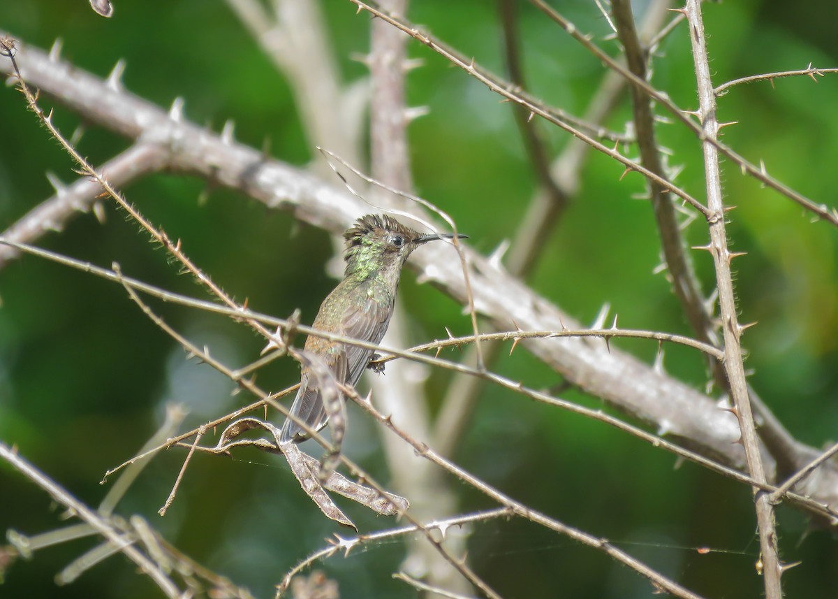 Ruby-topaz Hummingbird - ML509289531