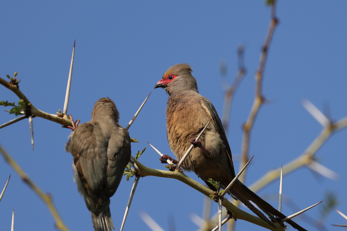 Red-faced Mousebird - Gretchen Locy