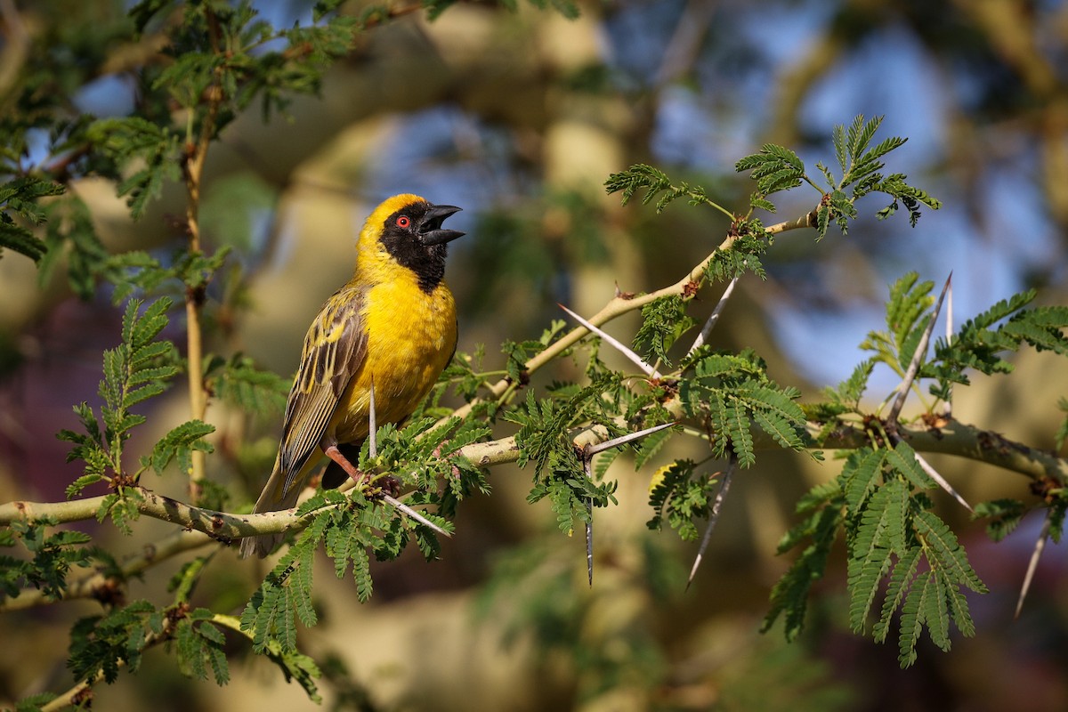 Southern Masked-Weaver - ML509289921