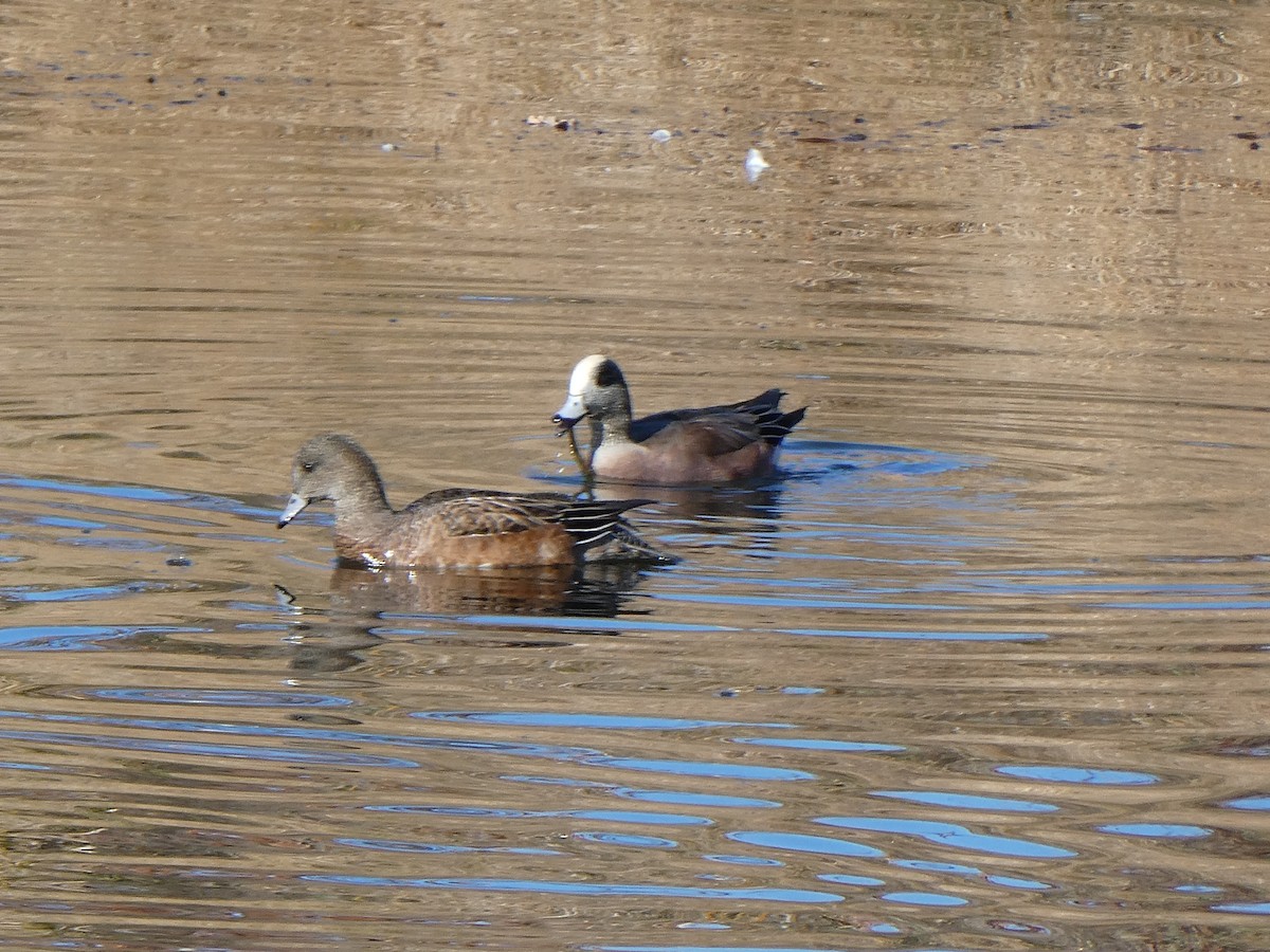 American Wigeon - Robert Keiffer