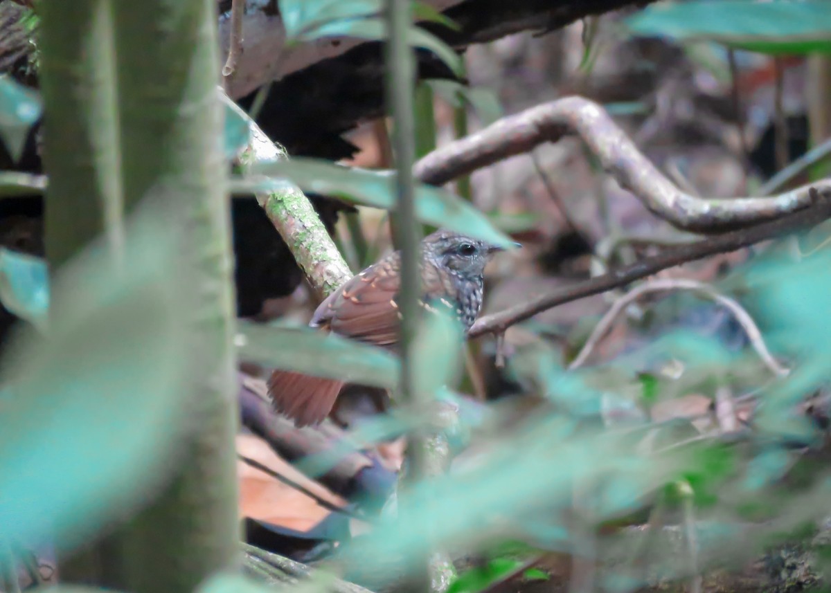 Scalloped Antbird - ML509292021