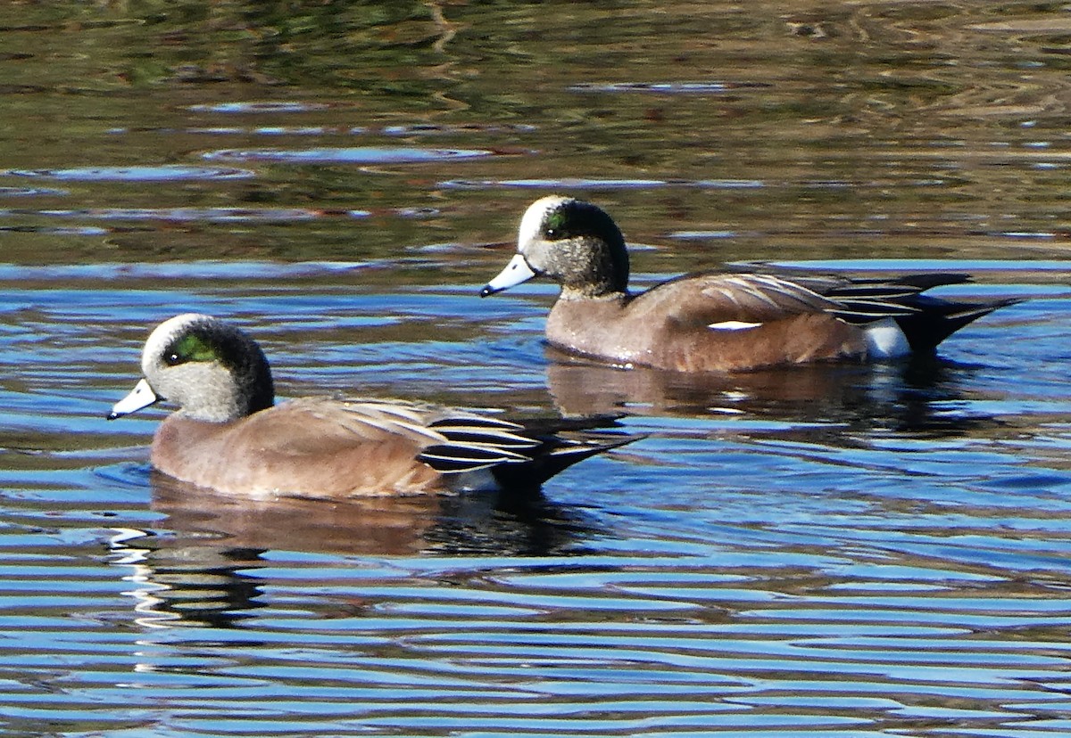 American Wigeon - Robert Keiffer