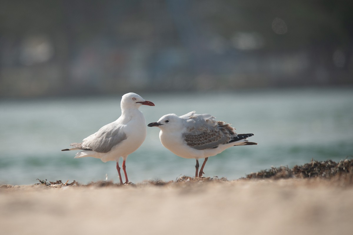 Silver Gull - ML509292381