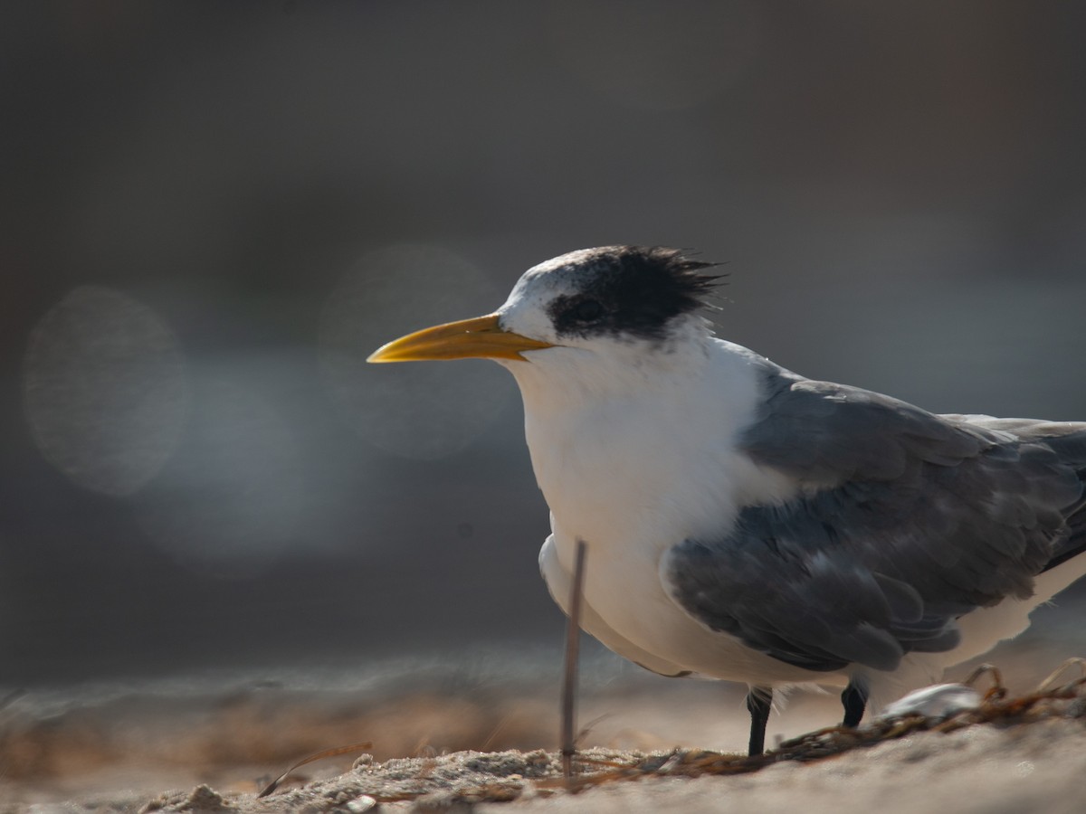 Great Crested Tern - ML509292941