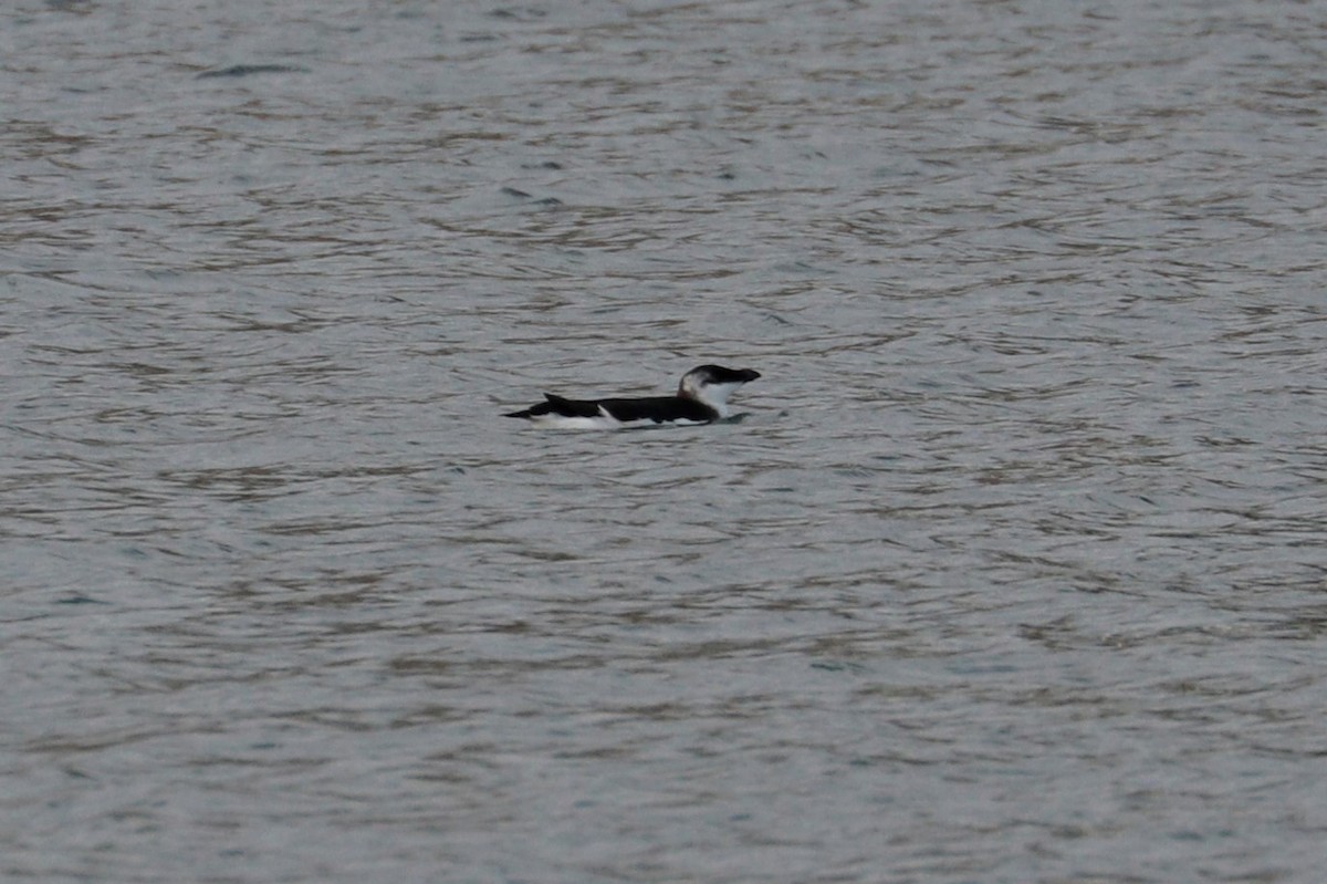 Razorbill - ML509292951