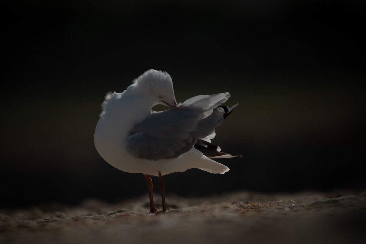 Silver Gull - ML509292981