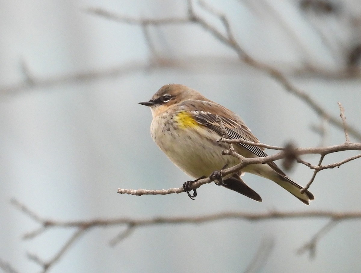 Yellow-rumped Warbler (Myrtle) - ML509293881