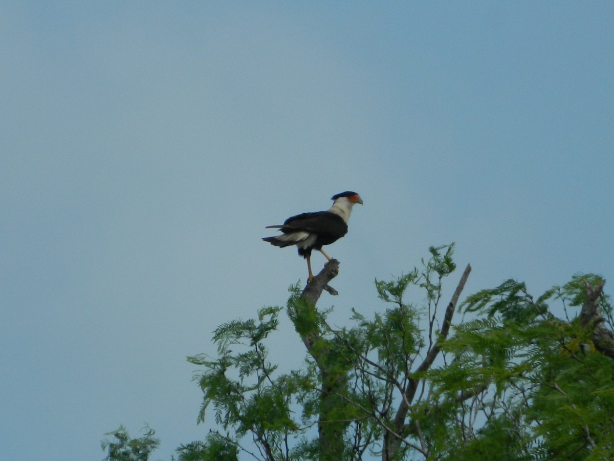 Crested Caracara (Northern) - ML50929391