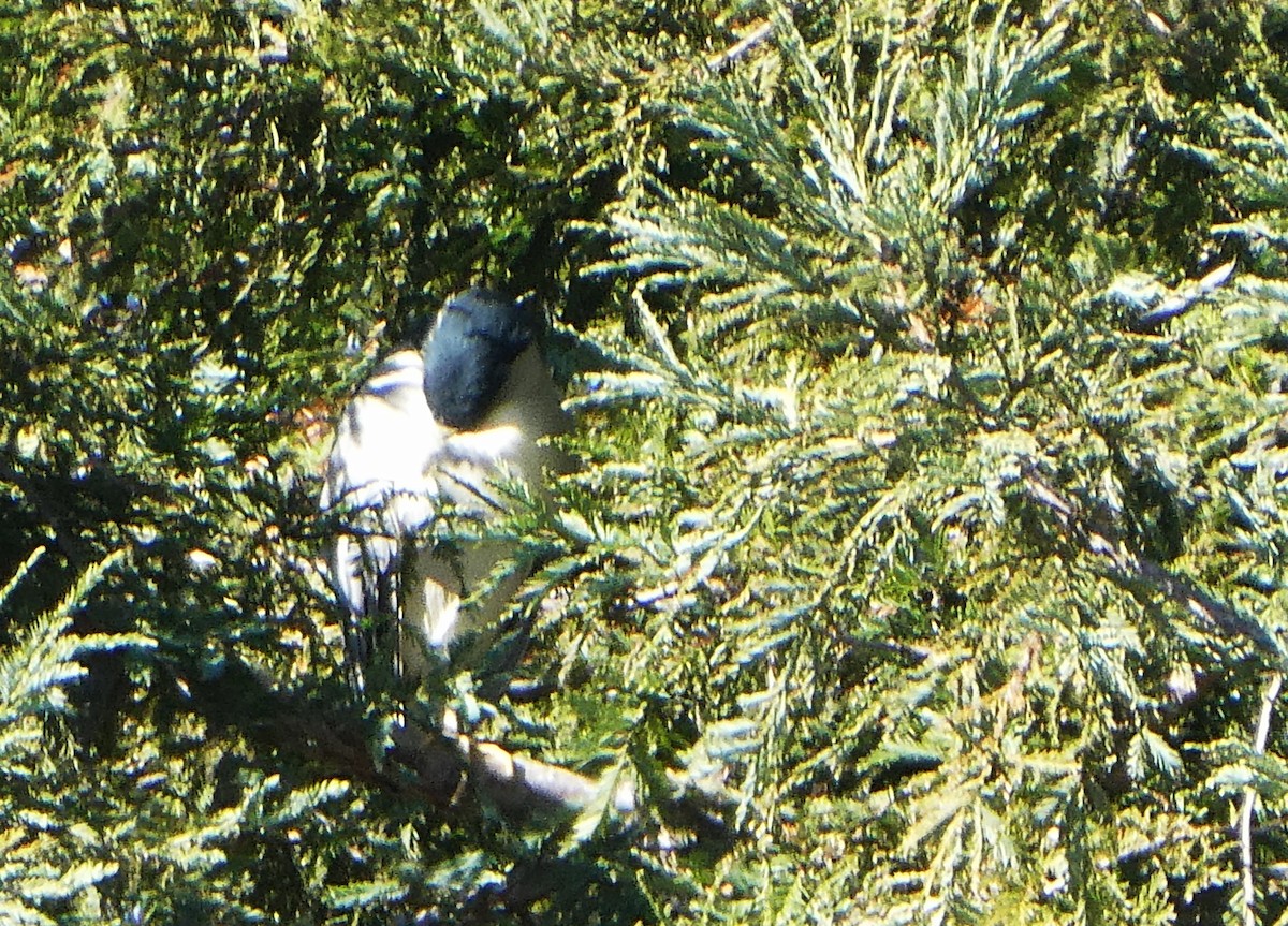 Black-crowned Night Heron - ML509293961