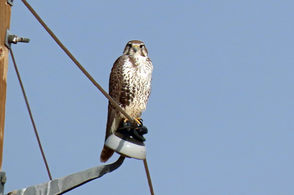 Prairie Falcon - ML509295731