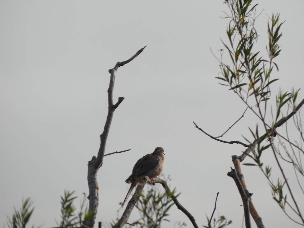 Mourning Dove - ML509295961