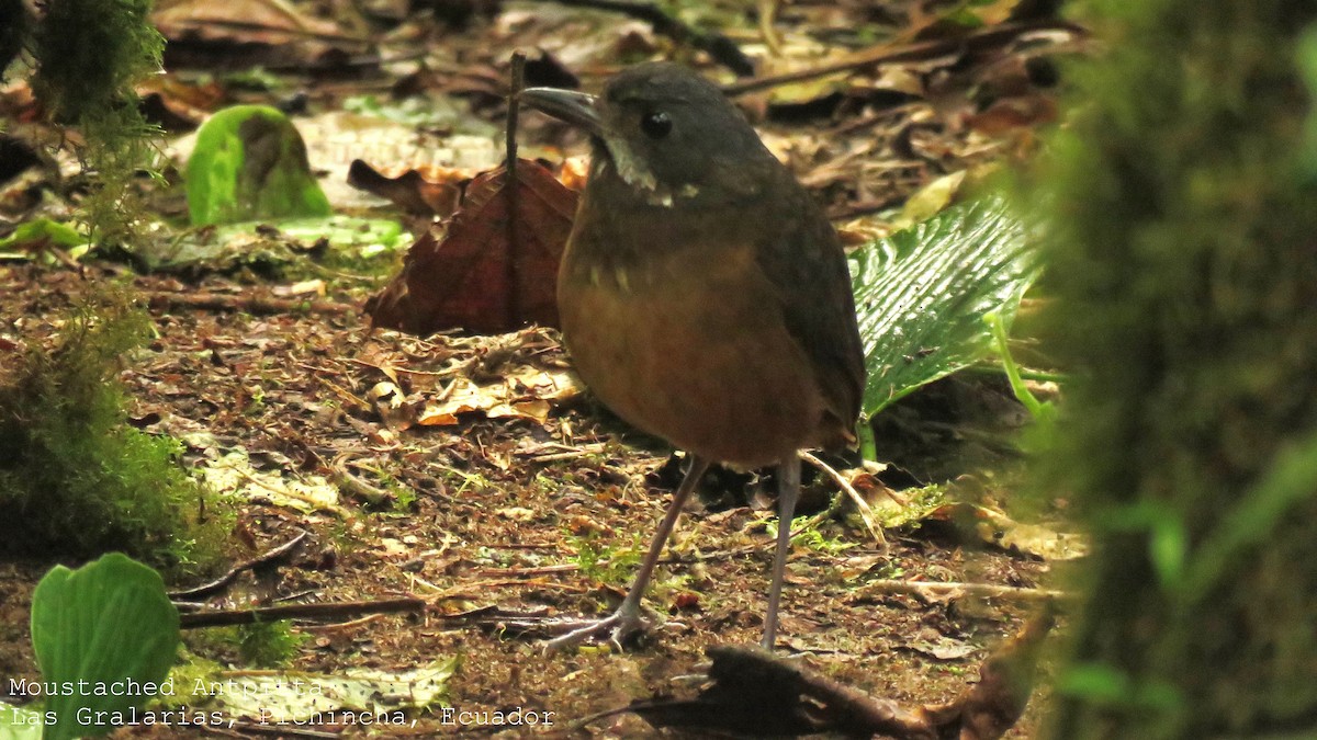 Moustached Antpitta - ML509296141