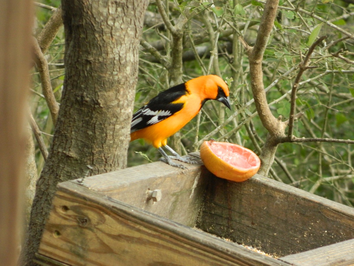 Altamira Oriole - ML50929621