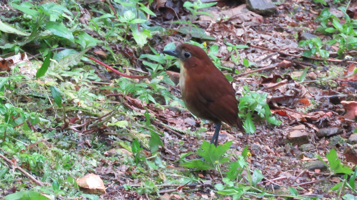 Yellow-breasted Antpitta - Martien Prins