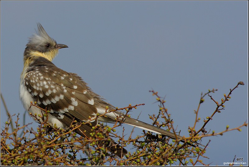 Great Spotted Cuckoo - Emine Nurhan Tekin