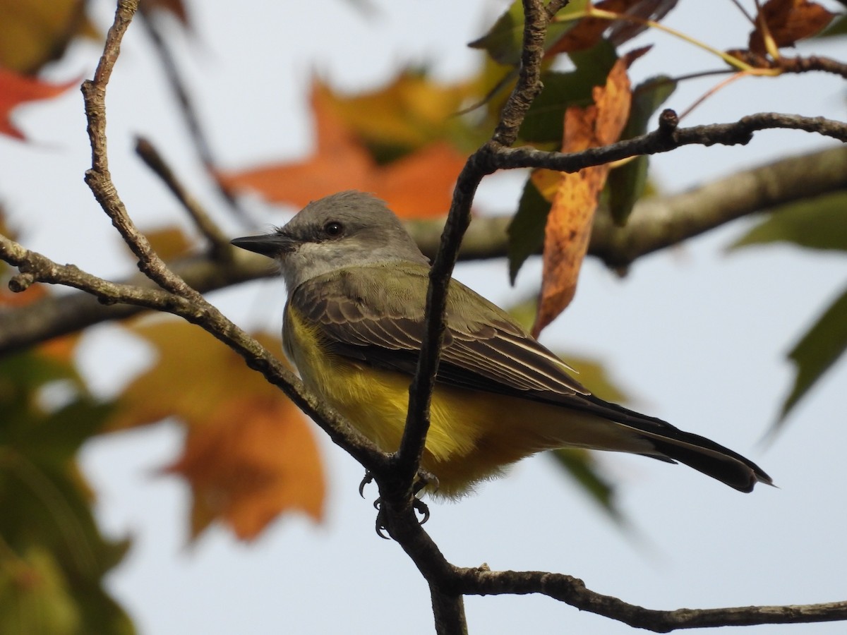 Schmalschnabel-Königstyrann - ML509299151