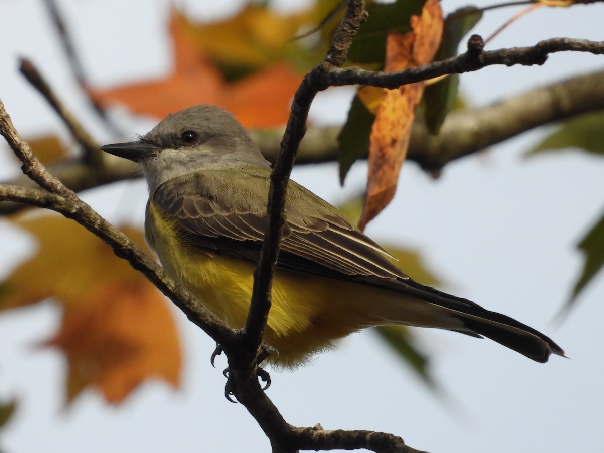 Western Kingbird - ML509299191