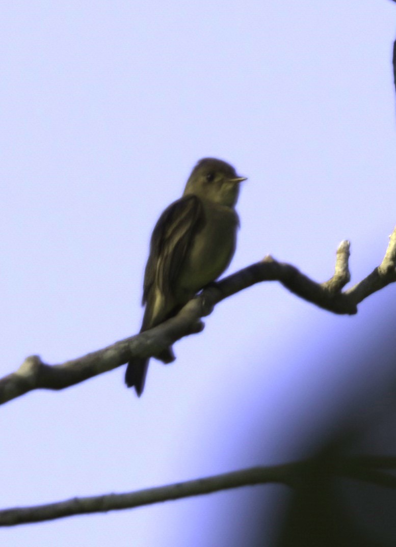 Northern Tropical Pewee - Sue Riffe