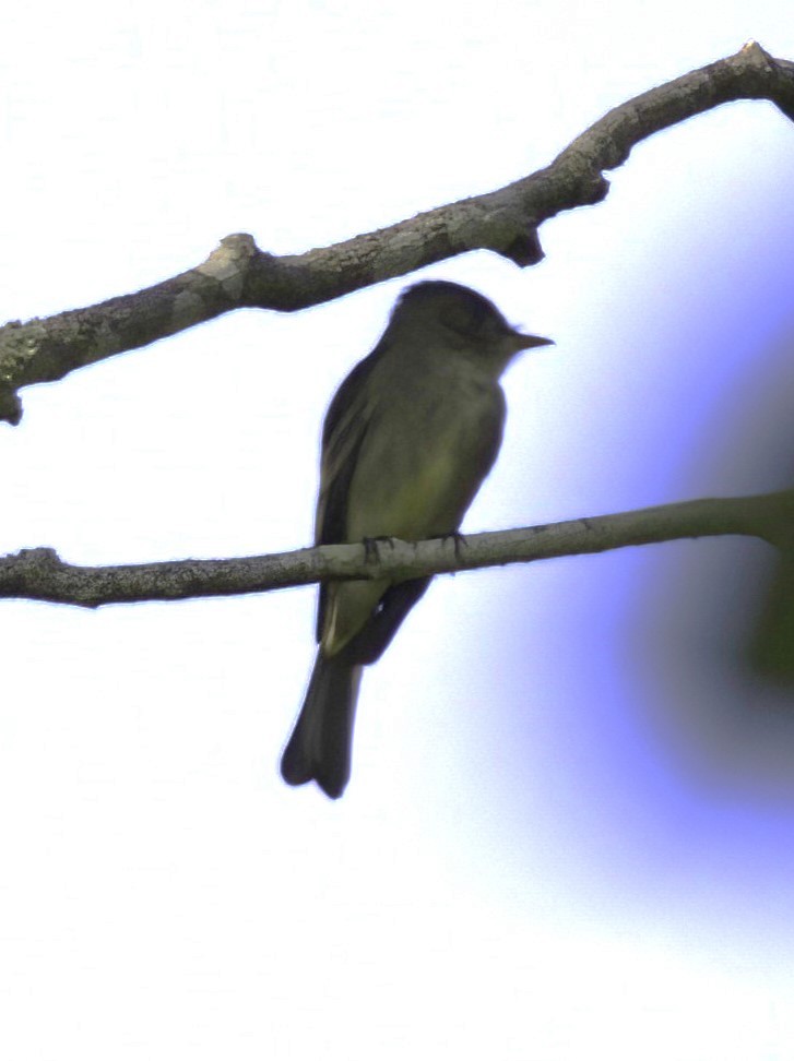 Northern Tropical Pewee - ML509299551