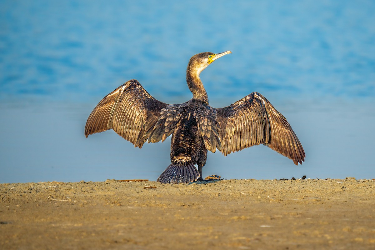 Great Cormorant - Ibrahim Alshwamin