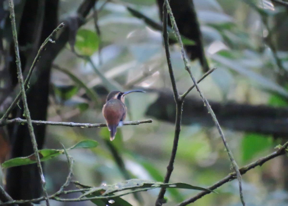 kolibřík malý - ML509299921
