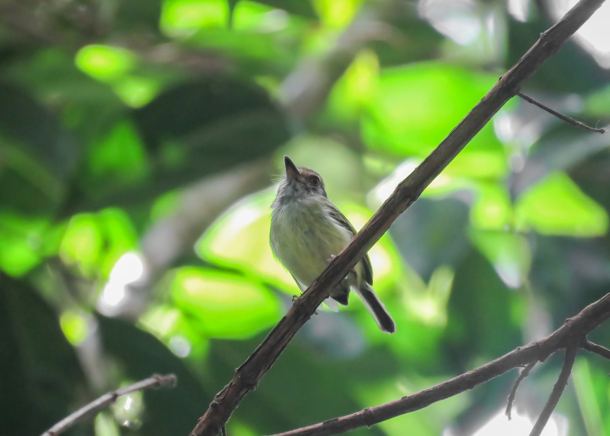 Eared Pygmy-Tyrant (Pernambuco) - Arthur Gomes