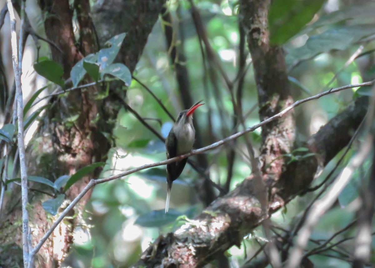 Great-billed Hermit (Margaretta's) - ML509300521