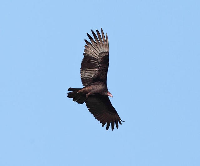 Turkey Vulture - ML50930061
